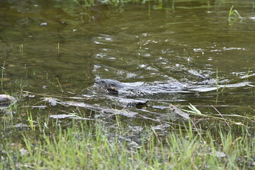 River otter in the water