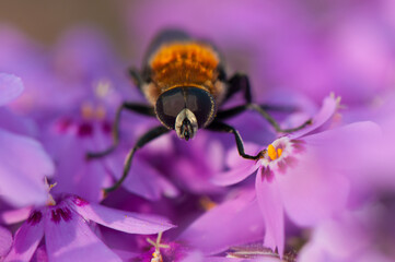 Shaggy hoverfly at flowering violet phlox. Flowers and insect close-up. Mountain phlox at sunny spring day.