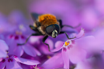 Shaggy hoverfly at flowering violet phlox. Flowers and insect close-up. Mountain phlox at sunny spring day.