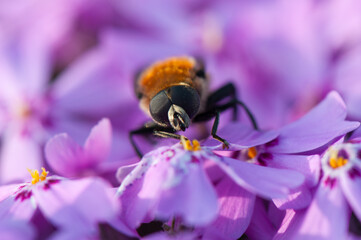 Shaggy hoverfly at flowering violet phlox. Flowers and insect close-up. Mountain phlox at sunny spring day.