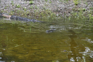 River otter swiming