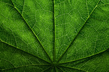 Closeup leaf texture. Abstract natural floral background Selective focus, macro