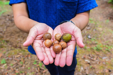 Naklejka na ściany i meble Fresh macadamia nut in the hands of people