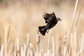 Female Redwing Black Bird