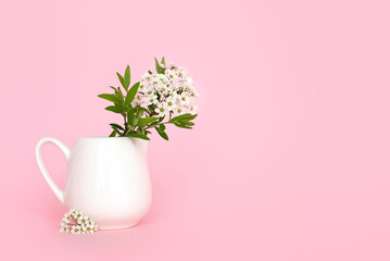 small white flowers in a vase on a pink background