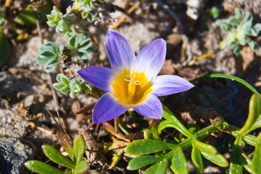 hermosa flor amarilla y azul en el bosque