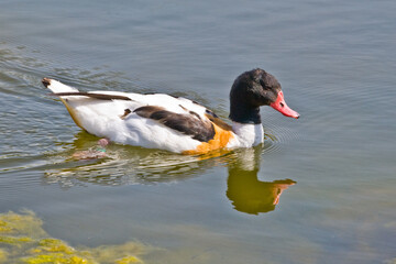 pato, tarro blanco en el agua en tablas de Daimiel