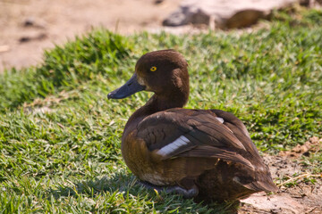 Pato, porrón pardo, en tablas de daimiel, toledo, españa