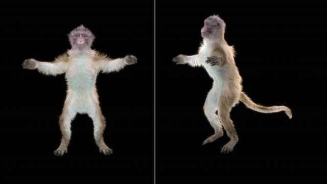 monkeys Dance CG fur 3d rendering animal realistic CGI VFX Animation Loop  composition 3d mapping cartoon, included in the end of the clip With Alpha channel.