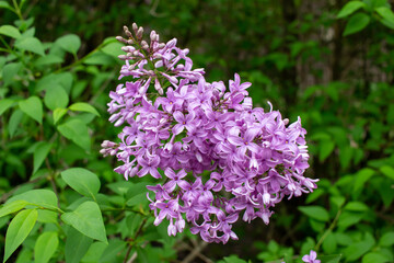 Close up view of a beautiful purple Chinese lilac cluster with dark green leaf background and copy space