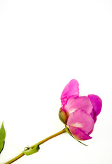 Pink blooming bud with copy space. Peony flower isolated on white background.