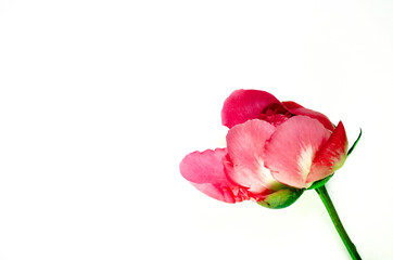 Pink blooming bud with copy space. Peony flower isolated on white background.