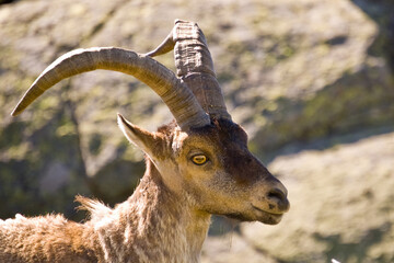 Capra pyrenaica en sierra de Gredos, Ávila, España