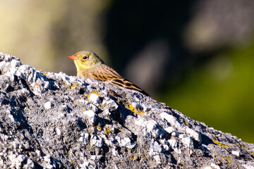 escribano hortelano, Emberiza hortulana, sierra de gredos, ávila, espña