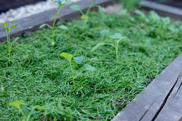 Mulching the topsoil on a vegetable bed with mowed grass from the lawn. production of biohumus organic fertilizer. Earth erosion.