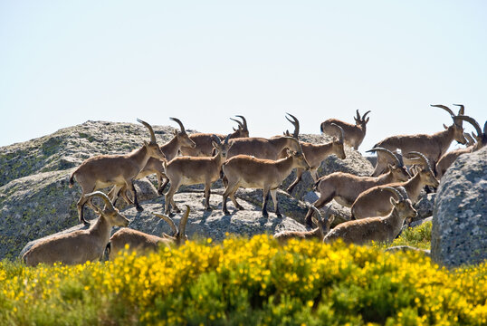 Capra pyrenaica en sierra de Gredos, &Aacute;vila, Espa&ntilde;a