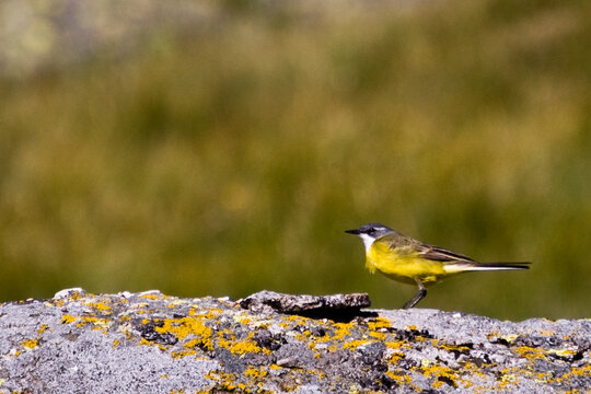 lavandera boyera, motacilla flava en sierra de Gredos, &Aacute;vila, Espa&ntilde;a