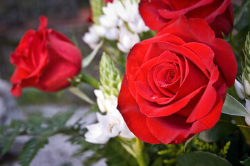 rosa roja, close.up