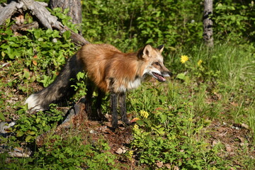 fox in the grass