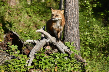 Red fox on a tree limb