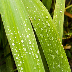 gotas de lluvia sobre hojas, close-up