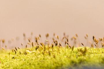 Musgo de cerca closeup