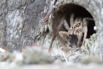 Potes, Cantabria/Spain; Aug. 03, 2015. A spider in its hole.