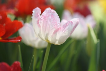 Fototapeta premium tulips in the garden