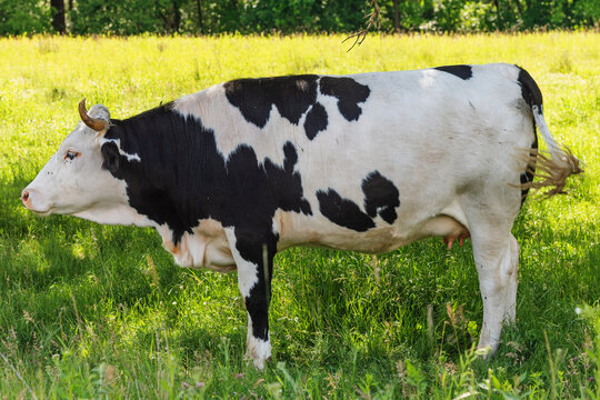 A cow is standing near a tree