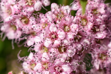 decorative shrubs with pink flowers