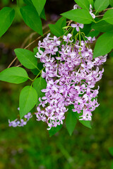 Close up view of a beautiful purple Chinese lilac cluster with dark green leaf background and copy space