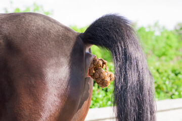 A young strong horse stands in the Park and defecates profusely with large poop. Horse poop...