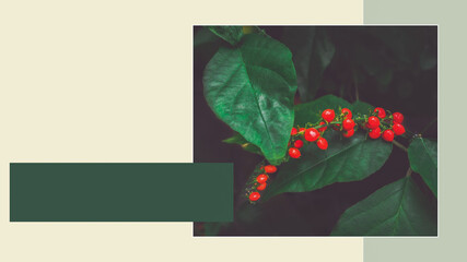 Ripening coffee on a branch design poster. Tropic template for poster, banner, invitation, cover
