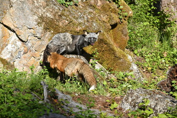 Red and Silver fox