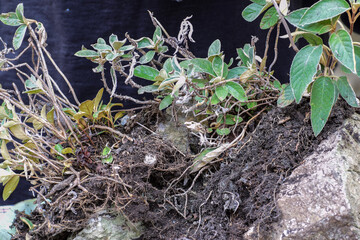 Hermit tea (Paraboea harroviana), a natural herb from the high mountains