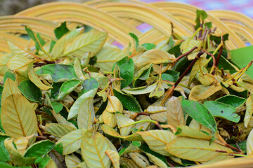 Hermit tea (Paraboea harroviana), a natural herb from the high mountains