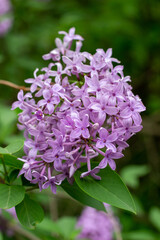 Close up view of a beautiful purple Chinese lilac cluster with dark green leaf background and copy space