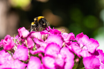 Bumblebee collecting nectar on a carnation. A macro shot of the living insect.