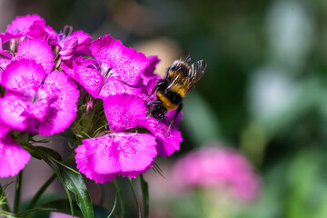 A bumble bee in action, plunging into the flower of a carnation. A macro shot of the living insect.