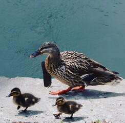 duck on the water