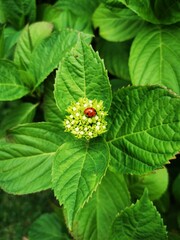 Ladybird on the flower surrounded by green leaves.