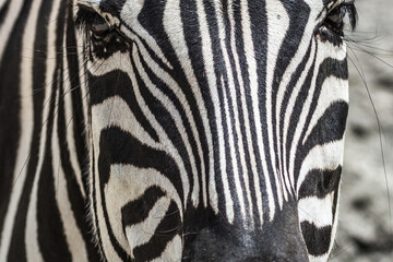 Zebra eyes close up. Muzzle of a striped animal. Black and white stripes on the wool. African fauna in a European zoo. Wildlife protection. Horse mane. Pattern on zebra wool.