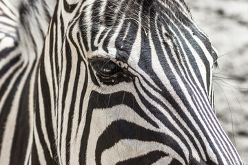 Fototapeta na wymiar Zebra eyes close up. Muzzle of a striped animal. Black and white stripes on the wool. African fauna in a European zoo. Wildlife protection. Horse mane. Pattern on zebra wool.