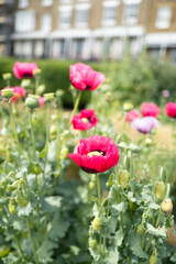 Obraz premium Pink poppies in an urban setting front of a building