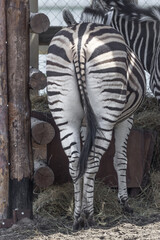 The back and tail of a zebra. The animal in the zoo. Look away. Back view. Black streak of life. Croup of a horse. Get away from the problems. Everything goes wrong.