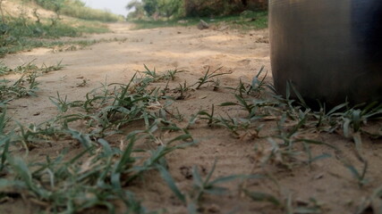 old tree in the forest