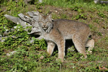 lynx on the ground