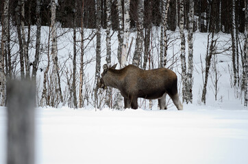 moose mother feeding from birch trees in winter nature