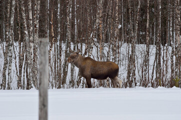 moose mother feeding from birch trees in winter nature