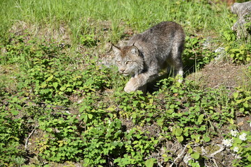 Lynx stalking
